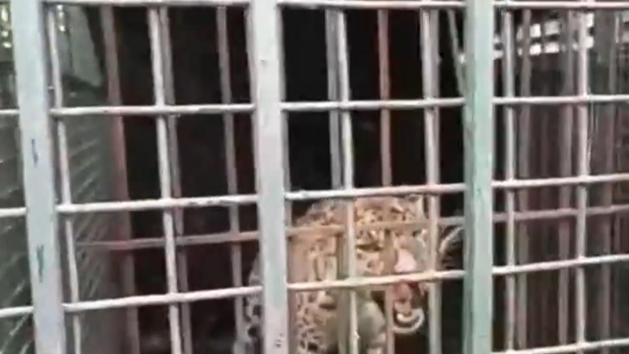 Leopard trapped by forest officials in Rampur