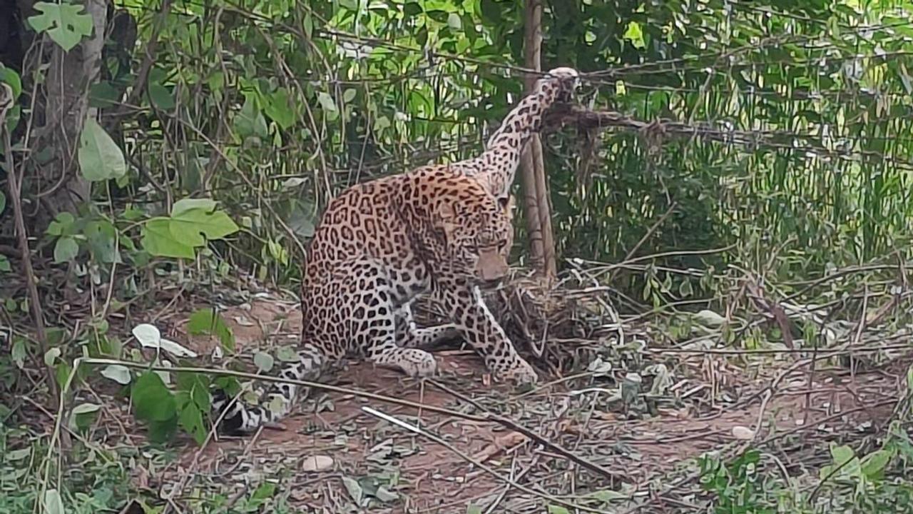 Leopard Trapped in Wire Fence in Saharanpur, Rescued by Forest Department