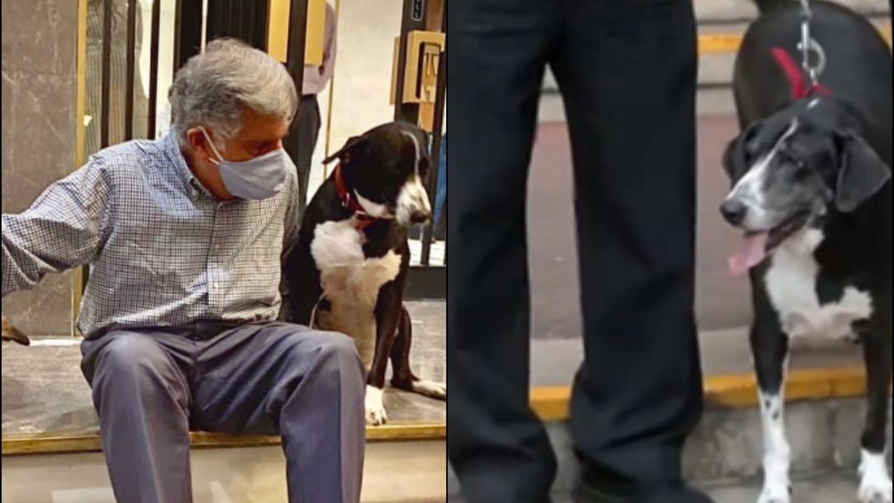 Love And Loyalty: Ratan Tata’s Dog Visits NCPA to Honor The Man Who Brought Him to Bombay HouseLove And Loyalty: Ratan Tata’s Dog Visits NCPA to Honor The Man Who Brought Him to Bombay House