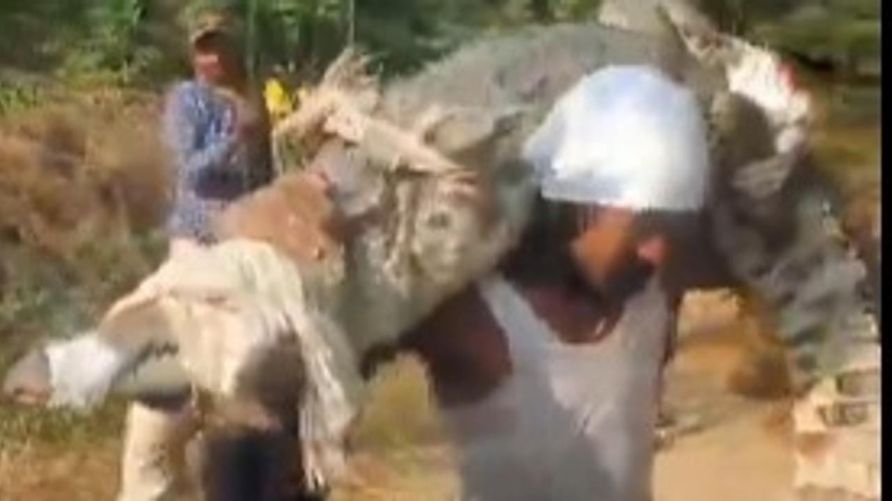 Man Carries 10-Foot Crocodile on His Shoulders, Video Goes Viral