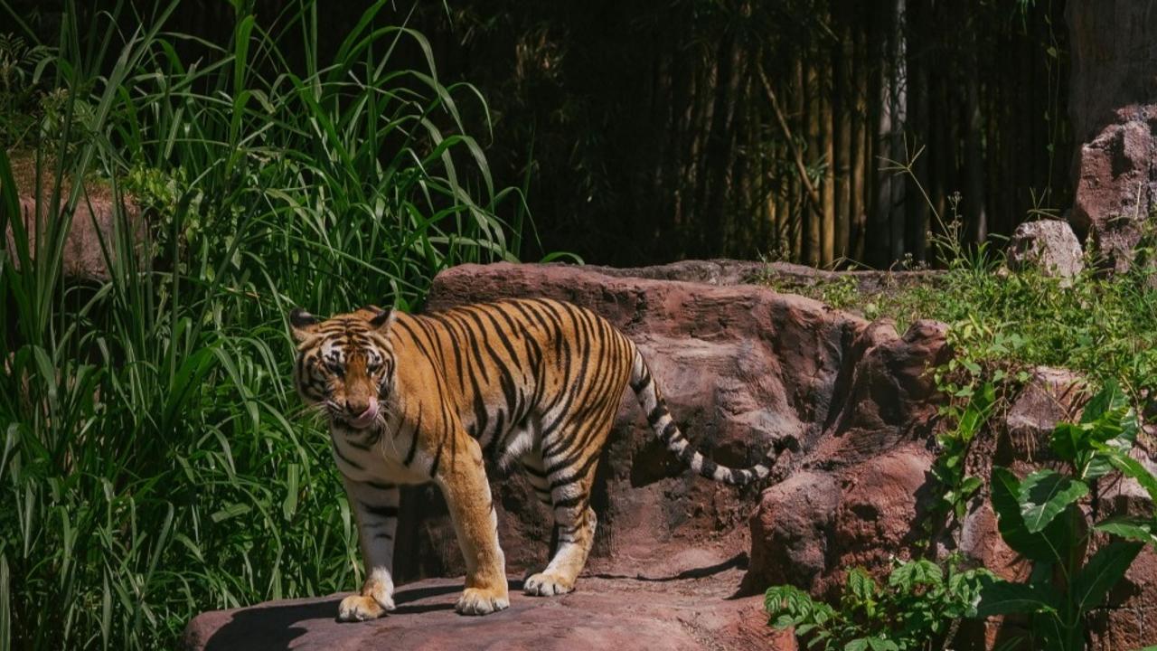 Meet The Most Dangerous Animals In India