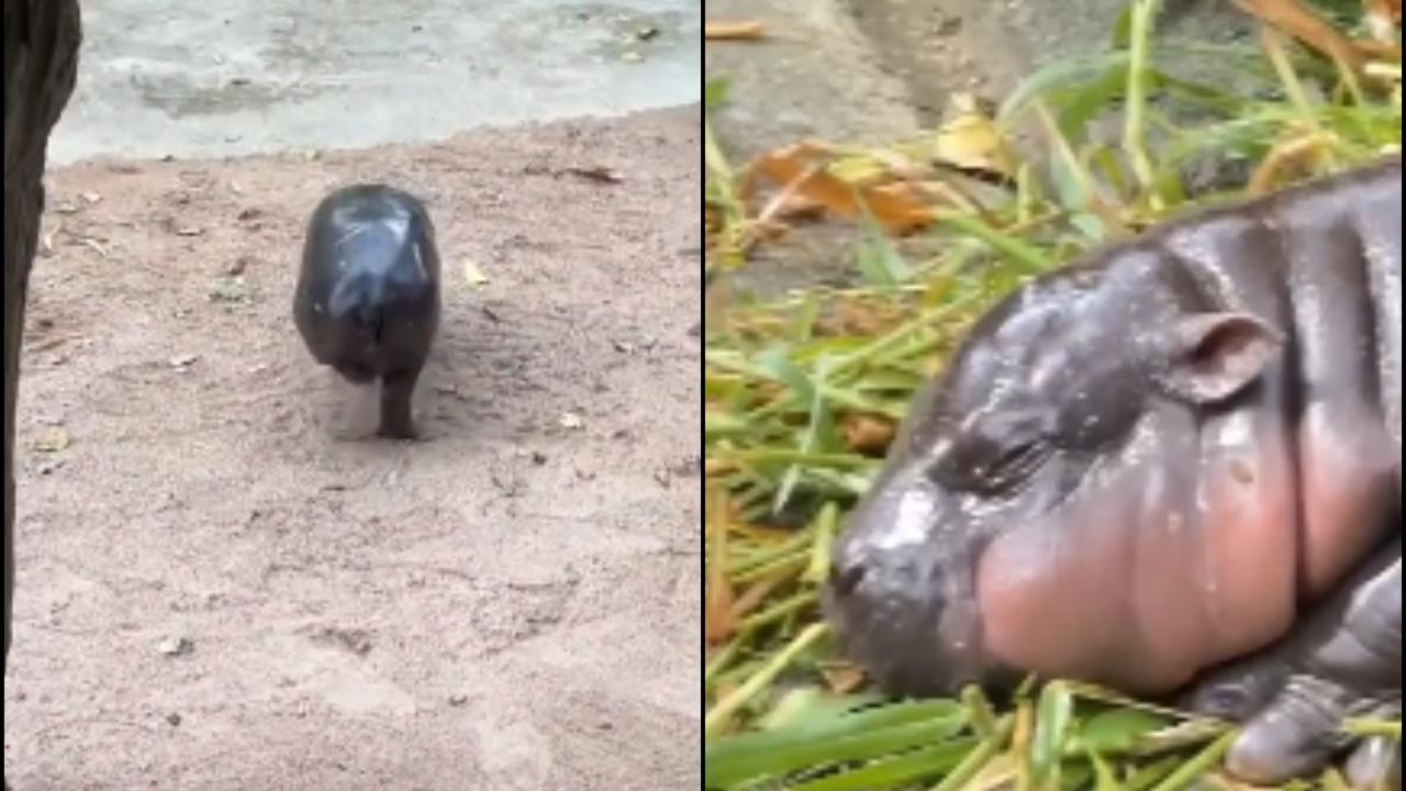 Moo Deng's Moonwalk: The Adorable Pygmy Hippo Taking the Internet by Storm