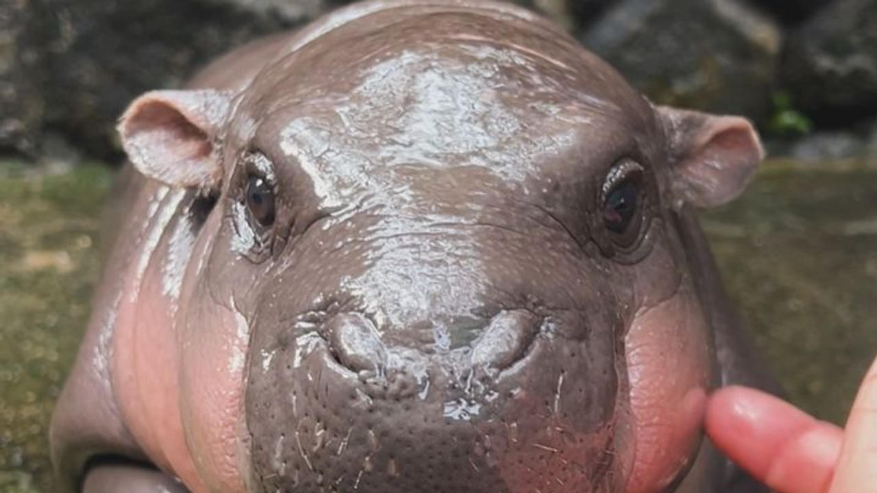 Baby Hippo Moo Deng Predicts US Election Winner