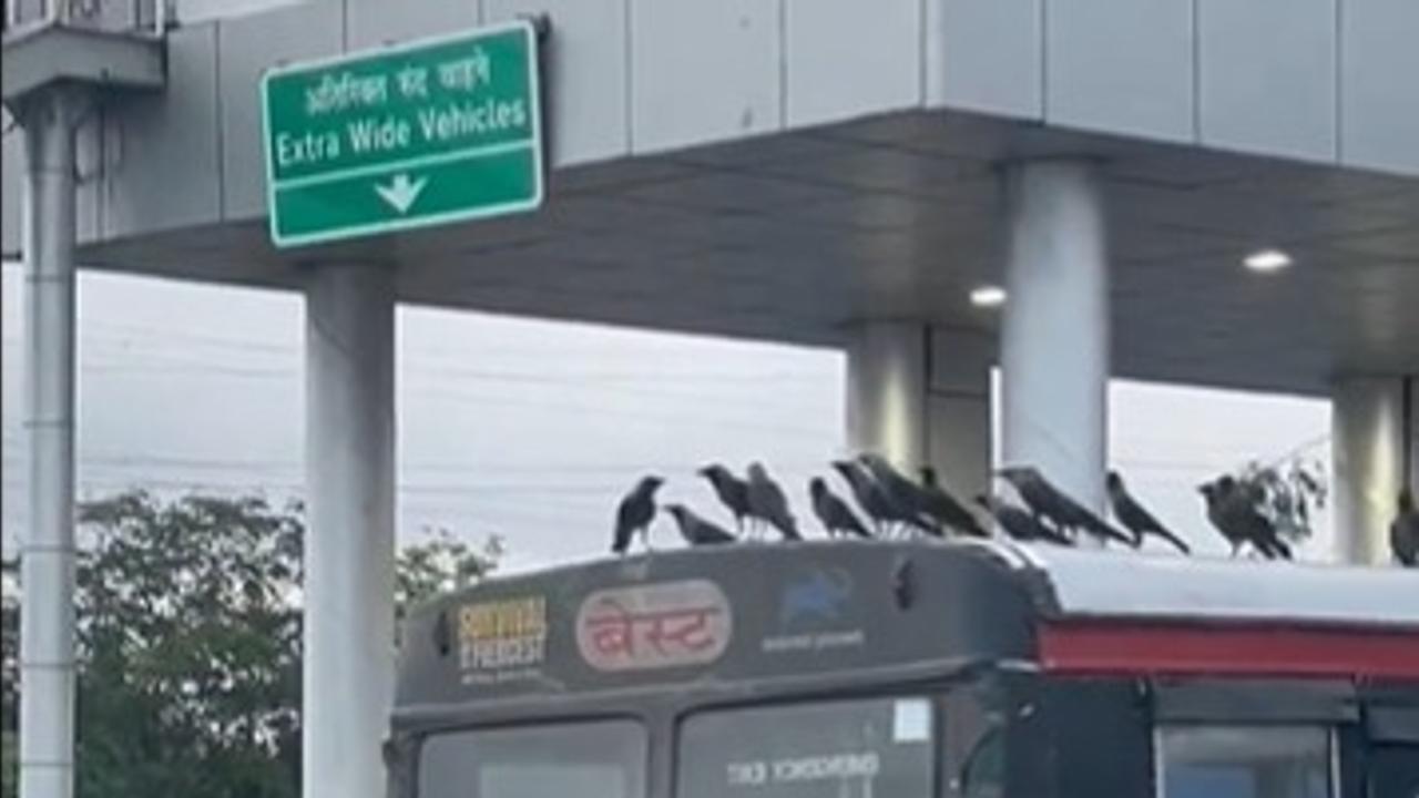 Mumbai crows viral video