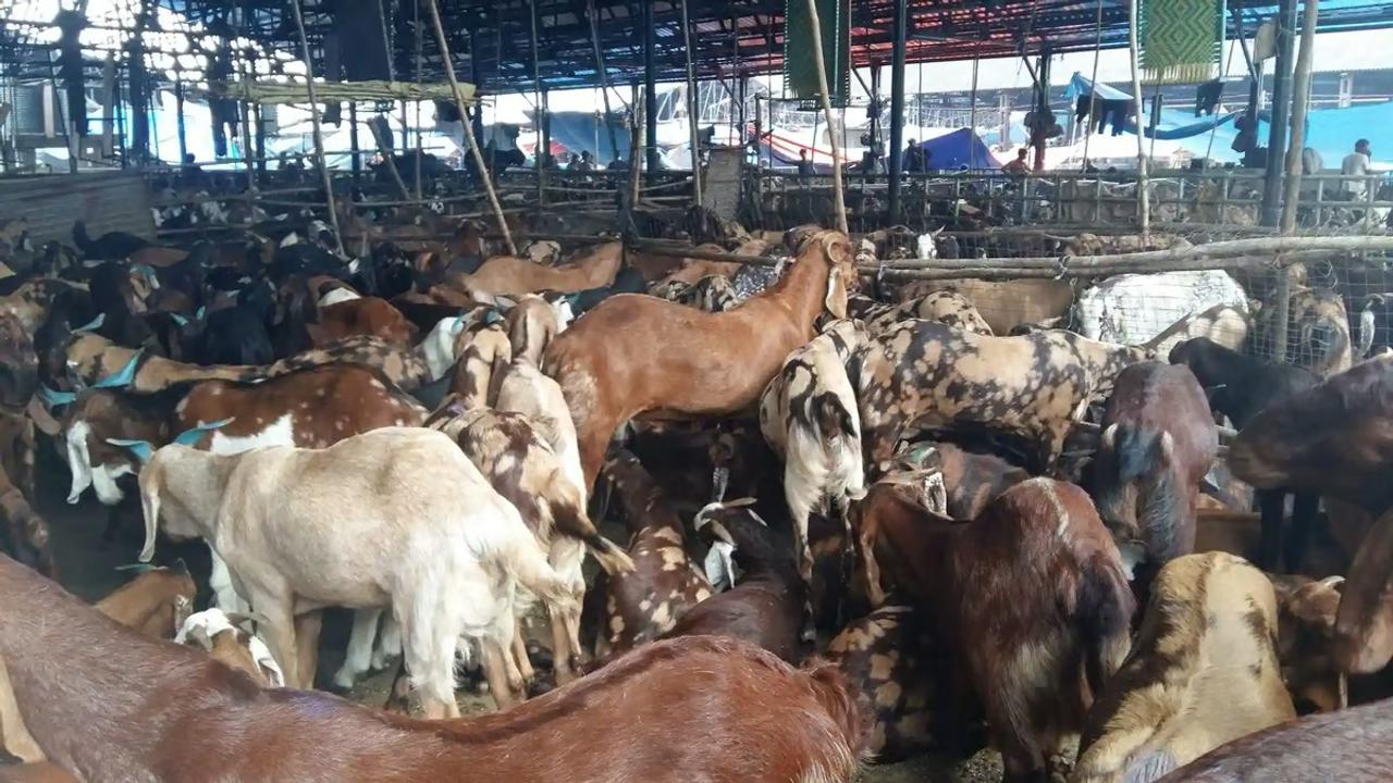 Mumbai’s largest slaughterhouse, the Deonar abattoir