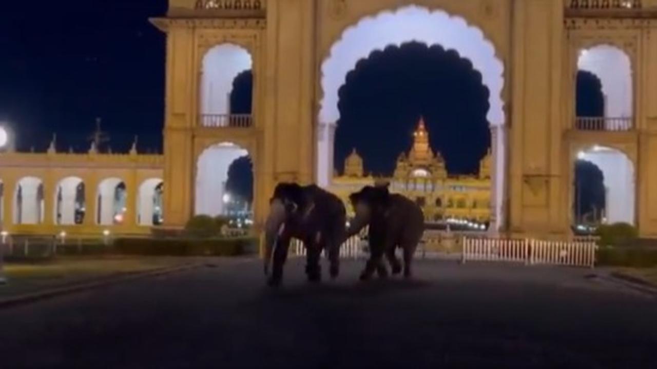 Mysuru Palace Elephant Fight Viral Video