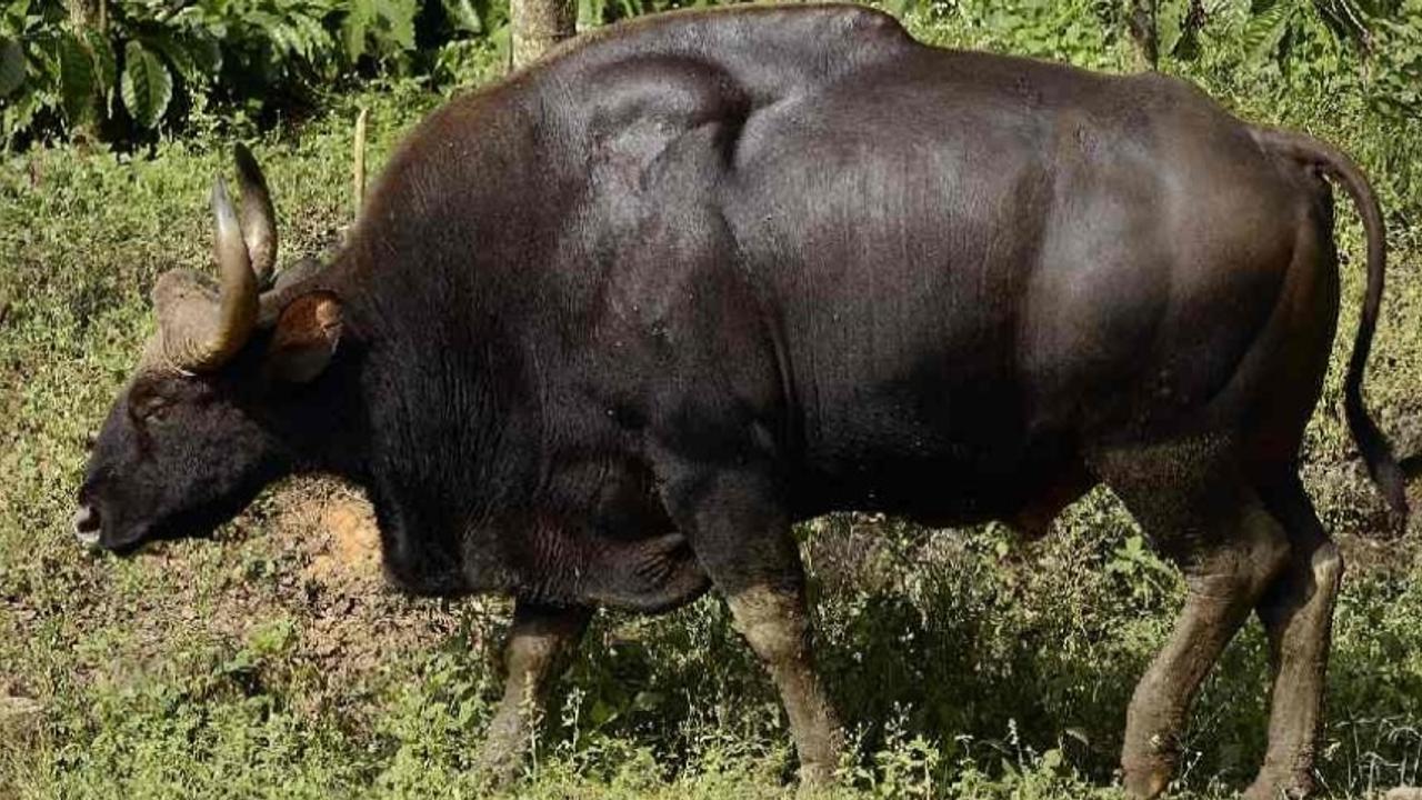 Odisha: 659 Indian Bison enumerated in Debrigarh Wildlife Sanctuary