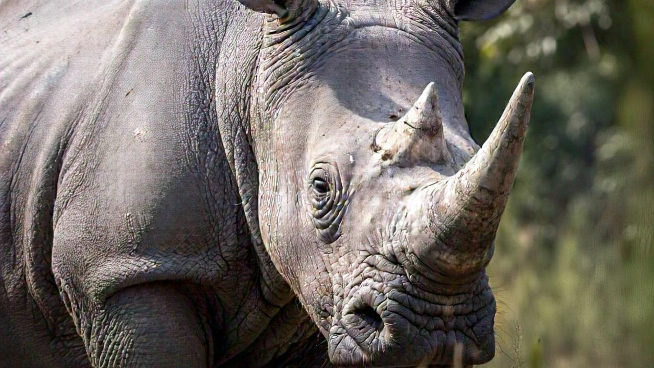 One horned rhinoceros 