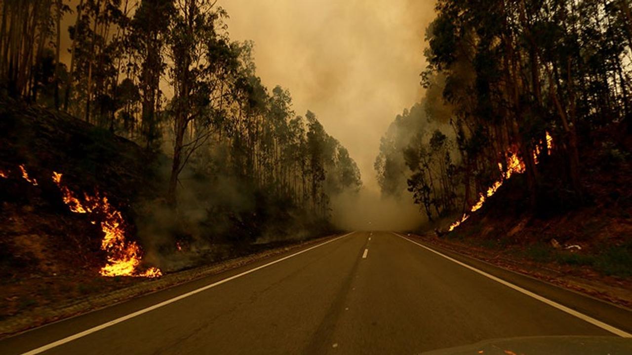 Portuguese league will plant 200 trees for each goal scored in response to wildfires