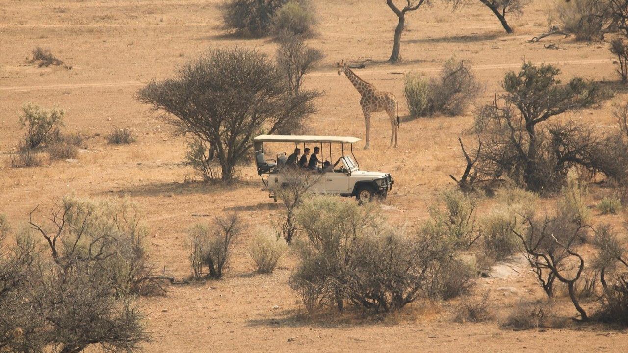 Safari