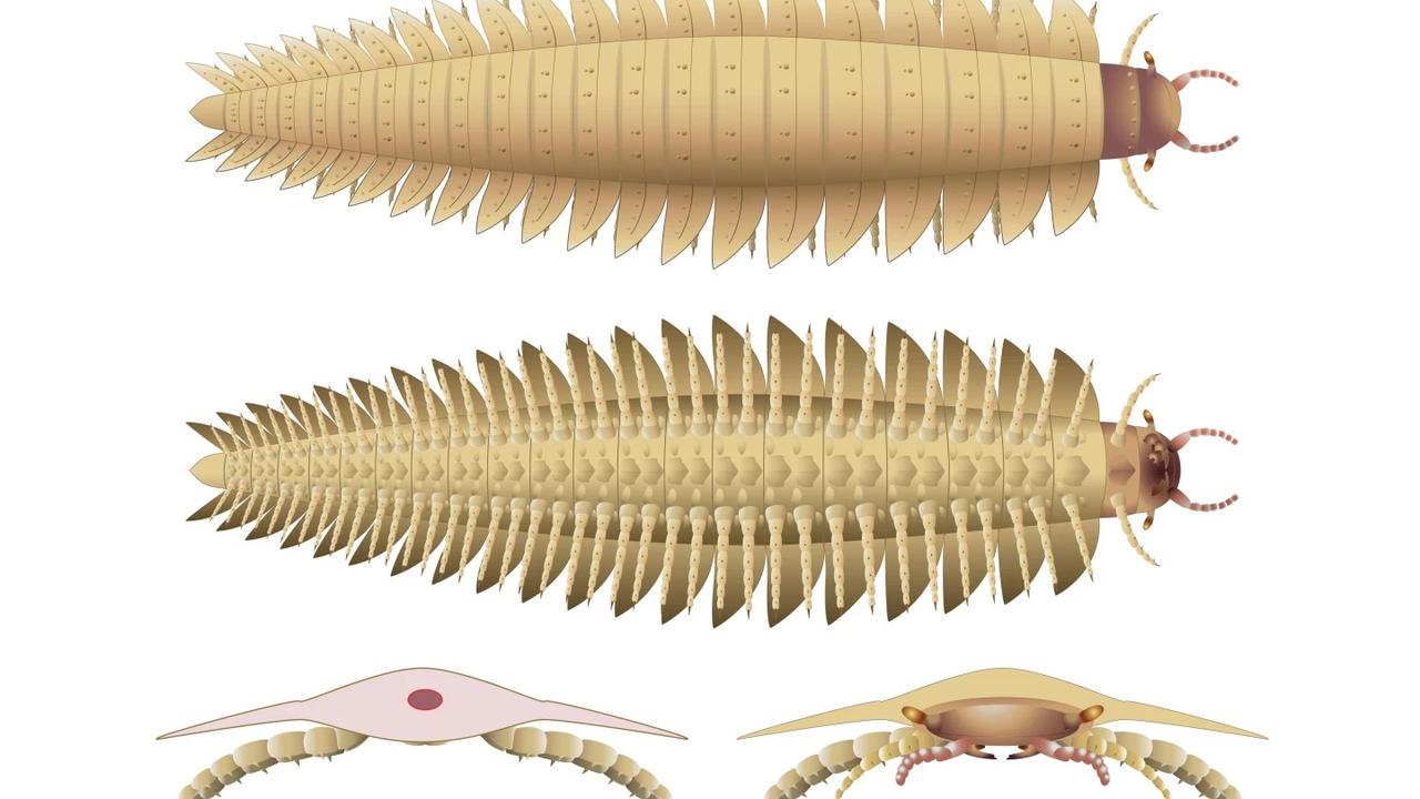 Scientists have produced a mug shot after studying fossils of juveniles that were complete and very well preserved