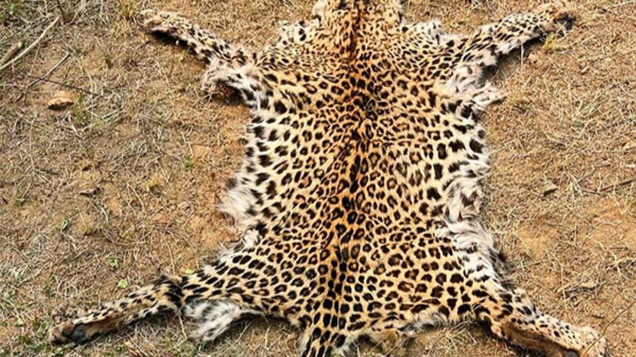 Smuggler arrested in Odisha for illegal possession of Leopard skin