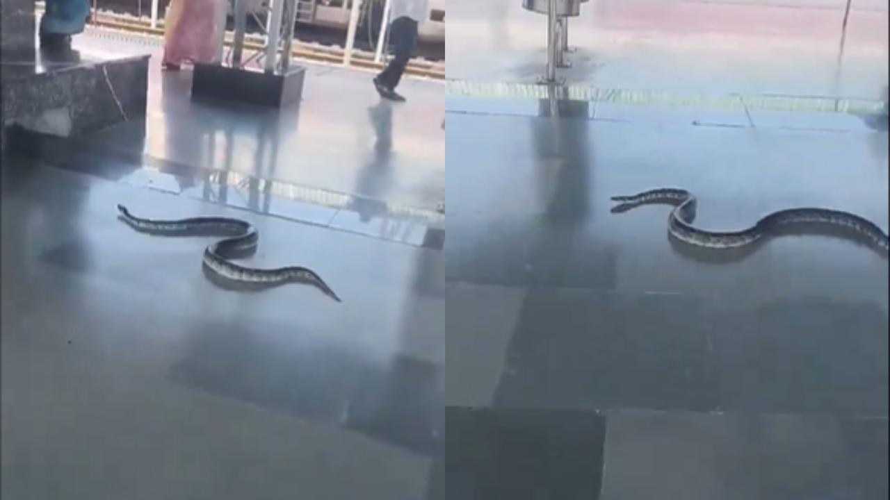 Snake at Rishikesh Railway Station