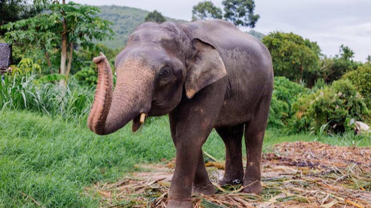 Odisha: Two Sisters Trampled To Death By Wild Elephant In Sleep