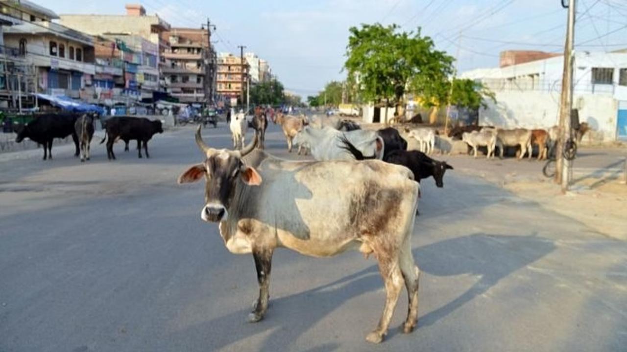 Stray Cattle in UP To Be Tagged With Fluorescent Reflective Tapes To Avoid Mishaps at Night 