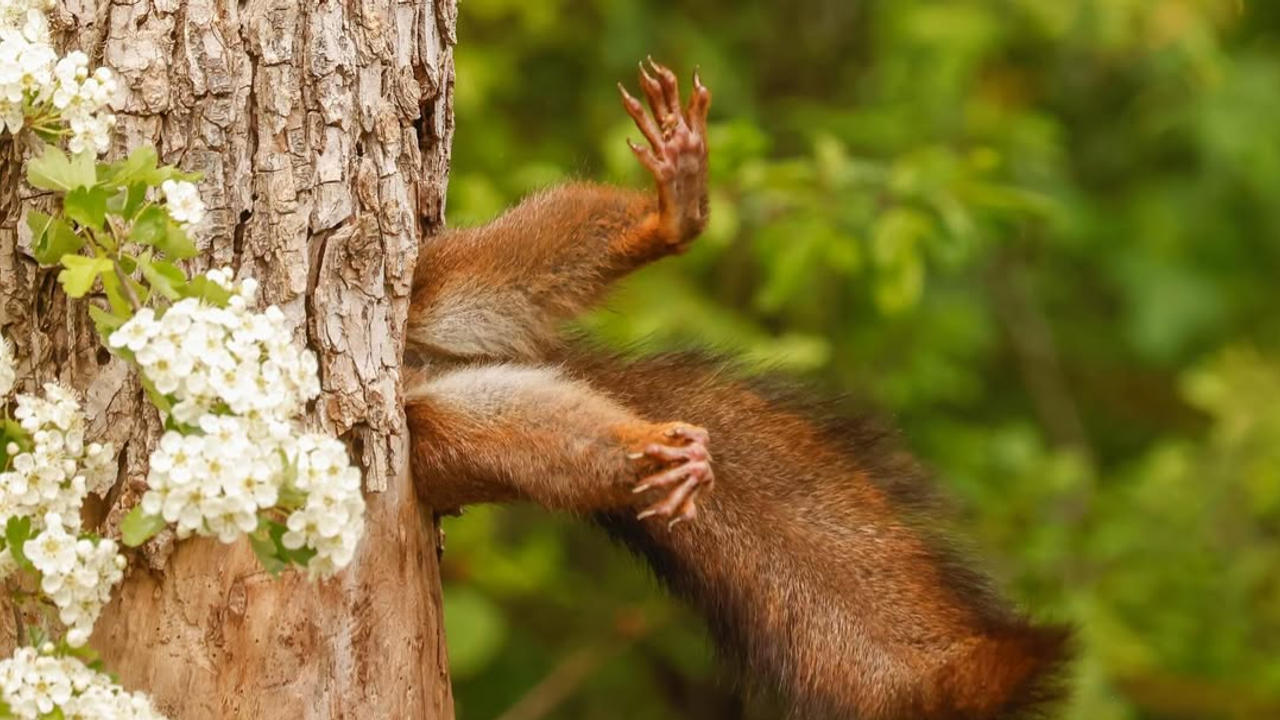 Stuck Squirrel by Milko Marchetti 