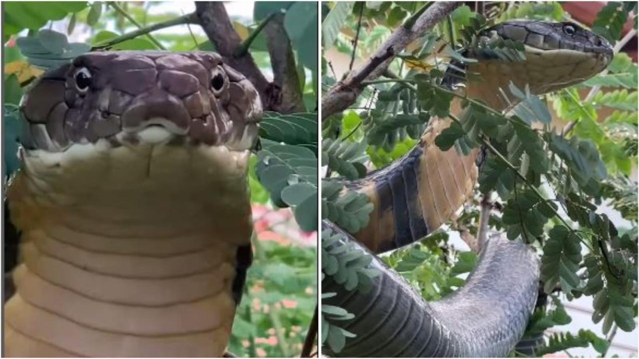 Terrifying: Viral Video Of 12-Ft-Long King Cobra Sighted Hanging On Bush Inside Residential Compound | WATCH