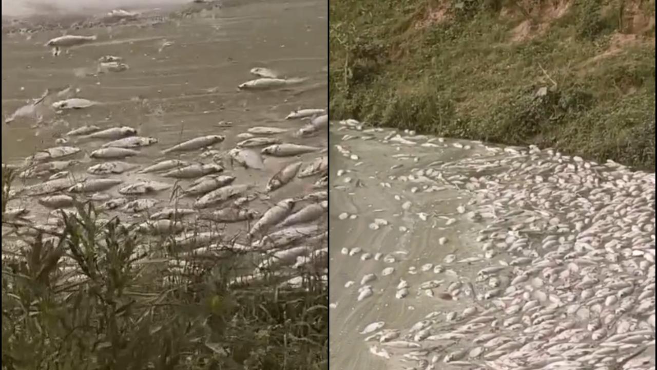 Thousands of Dead Fish Found in Bengaluru’s Chikkanagamangala Lake; Locals Blame Waste Contamination