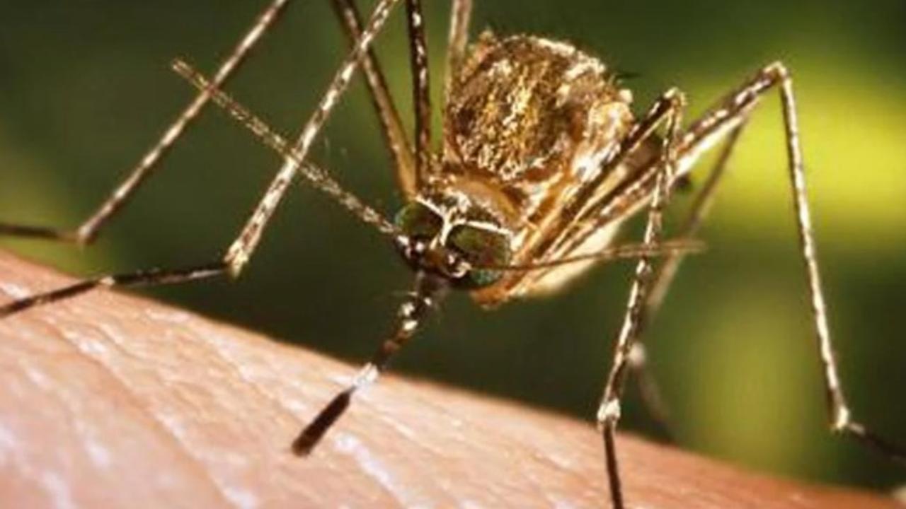 Three killed due to Japanese encephalitis