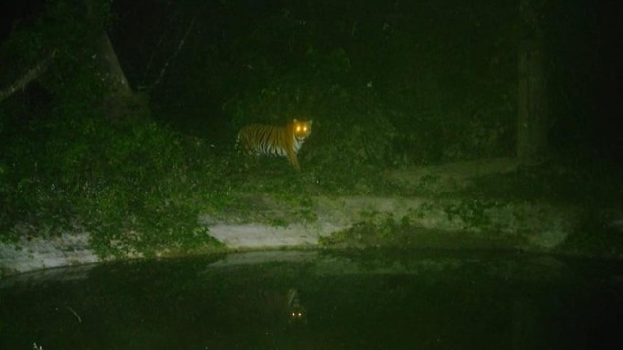 Tiger spotted in Sonai Rupai wildlife sanctuary