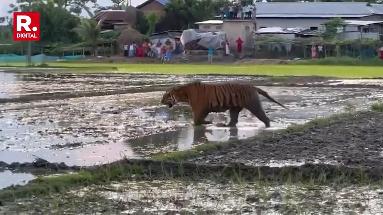 A video of a Royal Bengal Tiger causing terror at a village in Nagaon's Juria has gone viral.