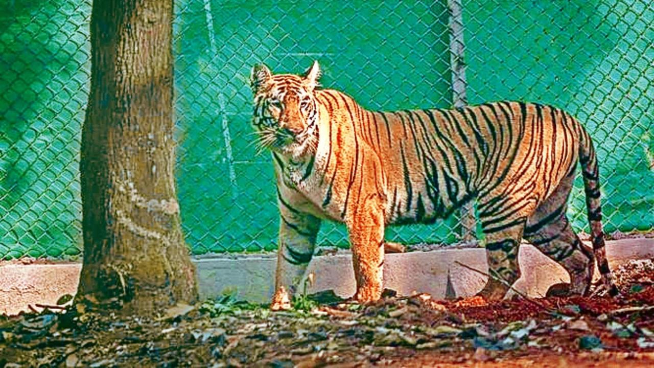 Tigress Zeenat to Return to Odisha's Similipal by Tuesday Night