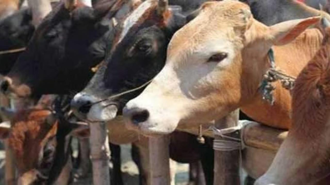 Cows thrown into river