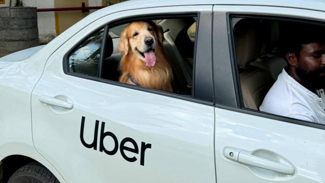 Uber Pet service