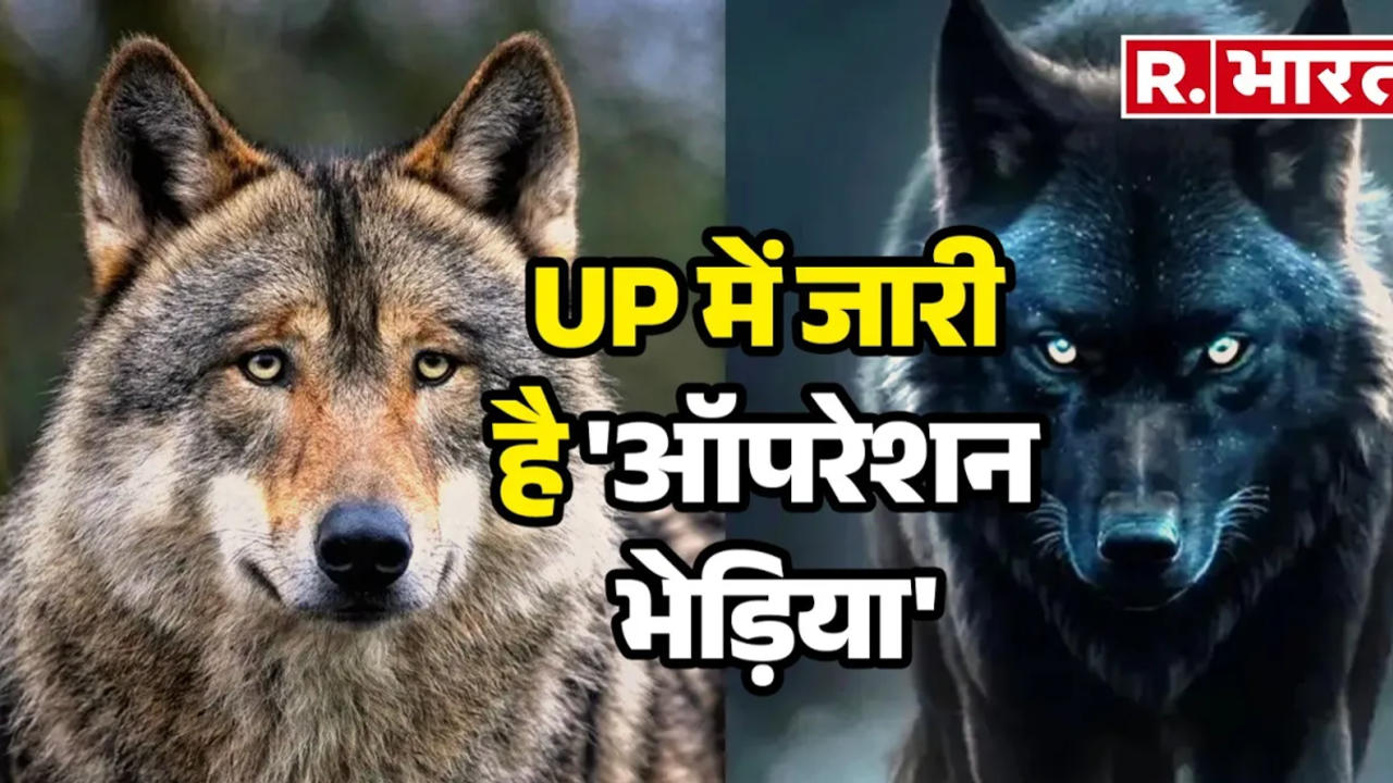 UP Wolf Attack 