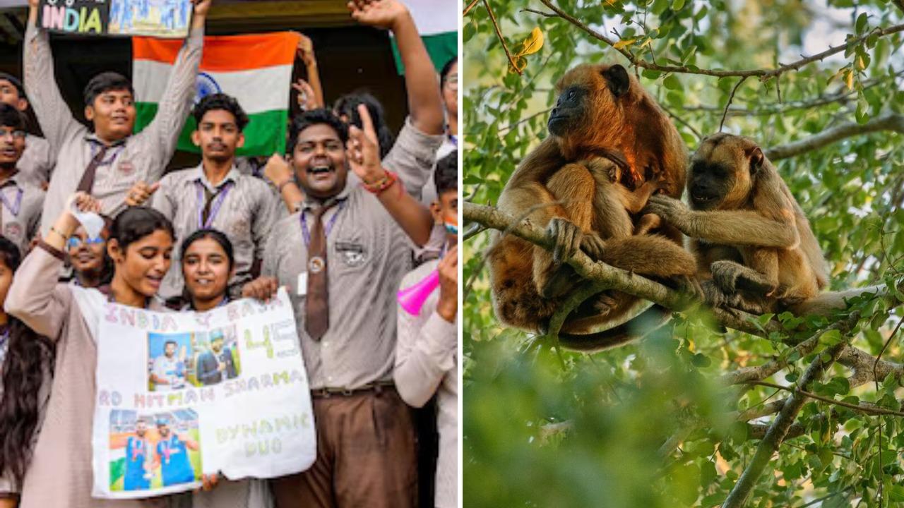 UPCA hires langurs to keep Monkey Menace in check in Kanpur Test