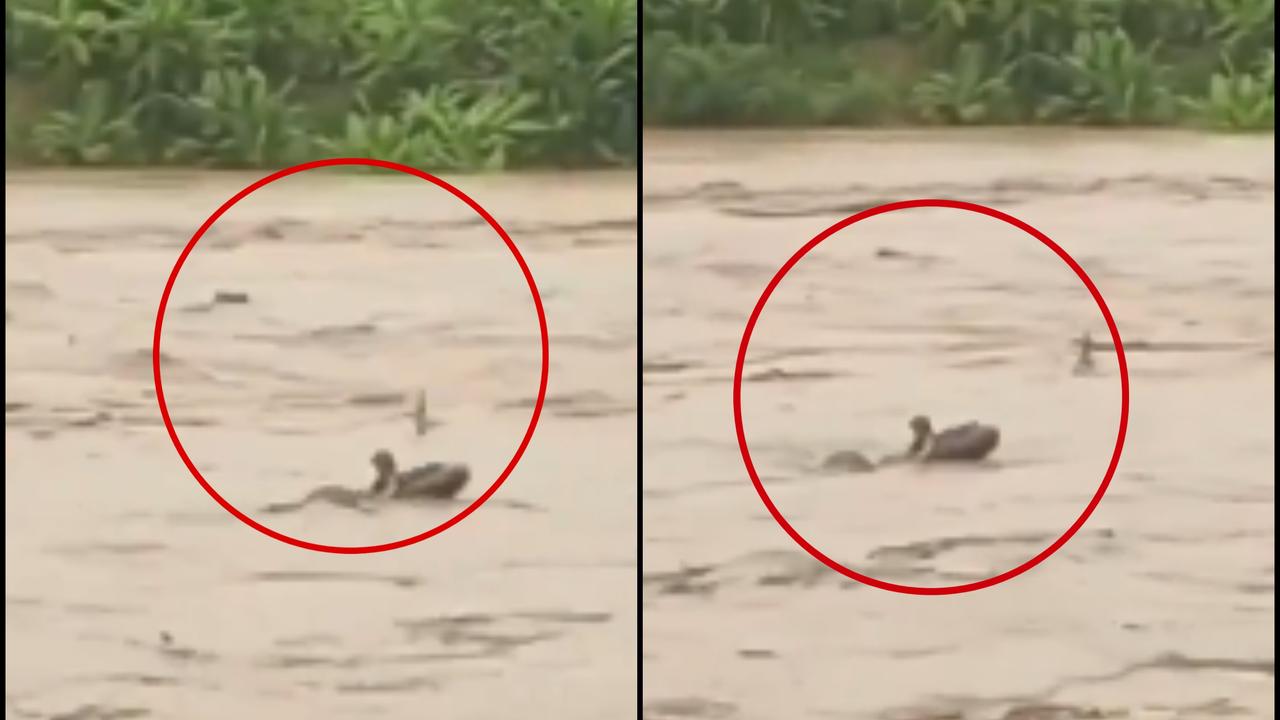 Video Captures Scary Moment as Girl Drifts on Tyre in Flooded Kosi River | WATCH