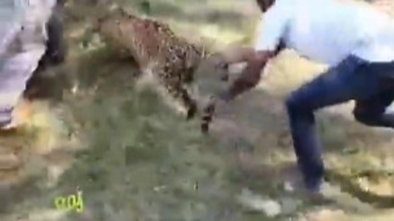 Viral Video: Karnataka Man Catches Leopard by Tail, Saves Villagers