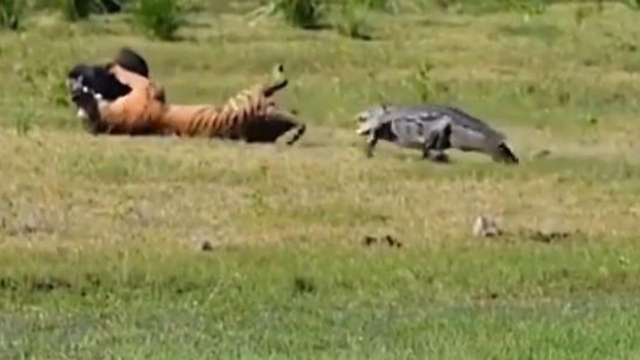 WATCH | Crocodile Tries To Snatch A Meal From Tiger's Mouth Goes Viral