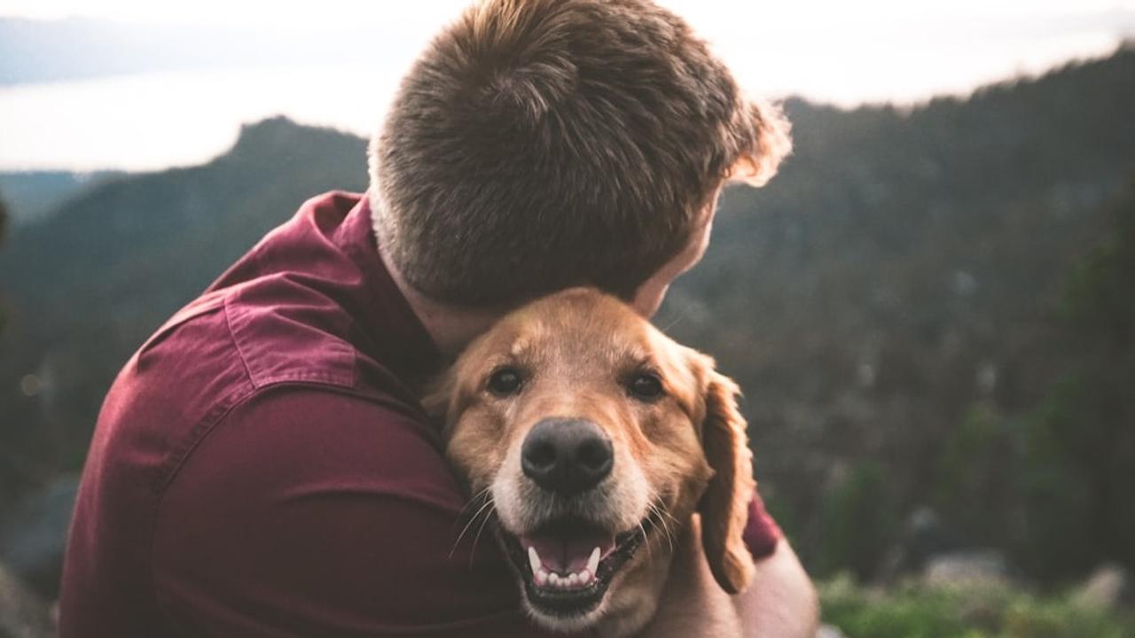 Ways to spend your weekend with pets