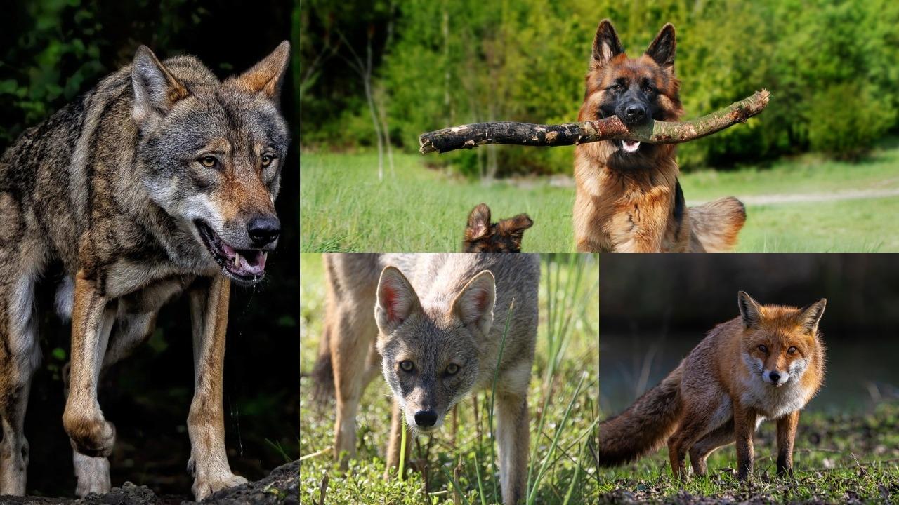 Wolf-Jackal-Fox-Dog