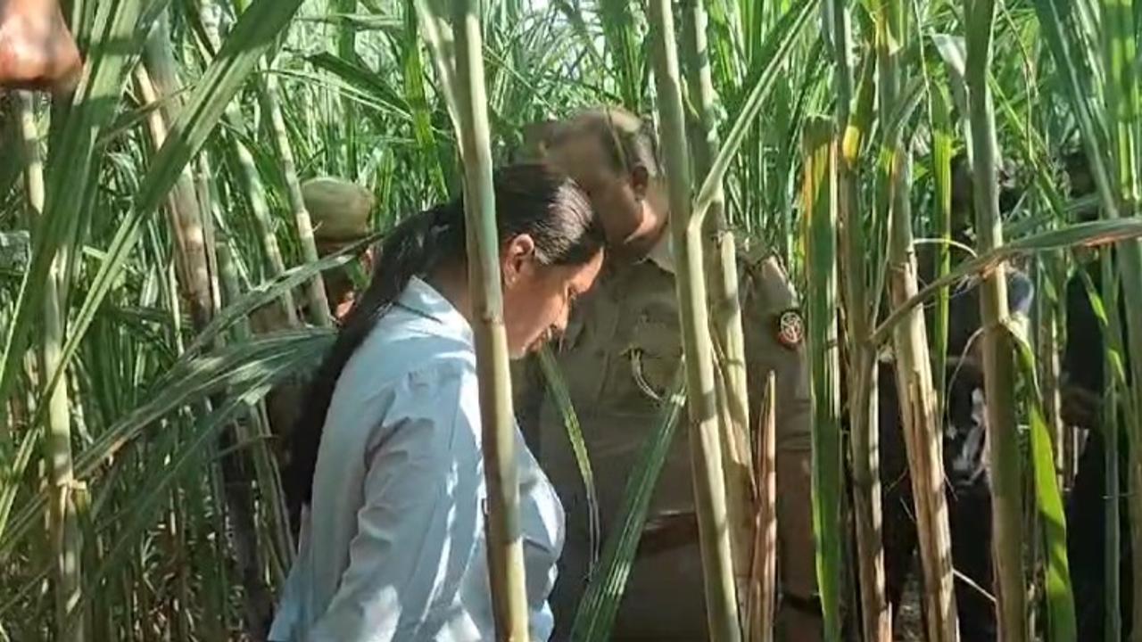 Wolves in sugarcane field