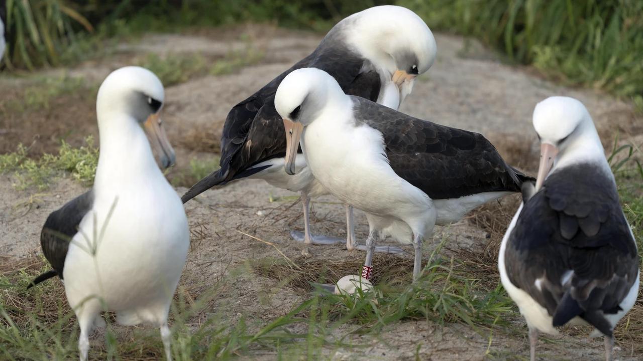 World’s oldest-known wild bird lays an egg in Hawaii at age 74 