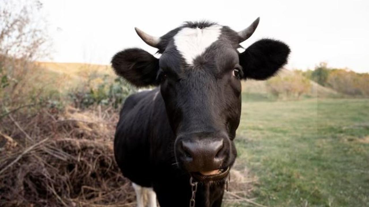 Cow