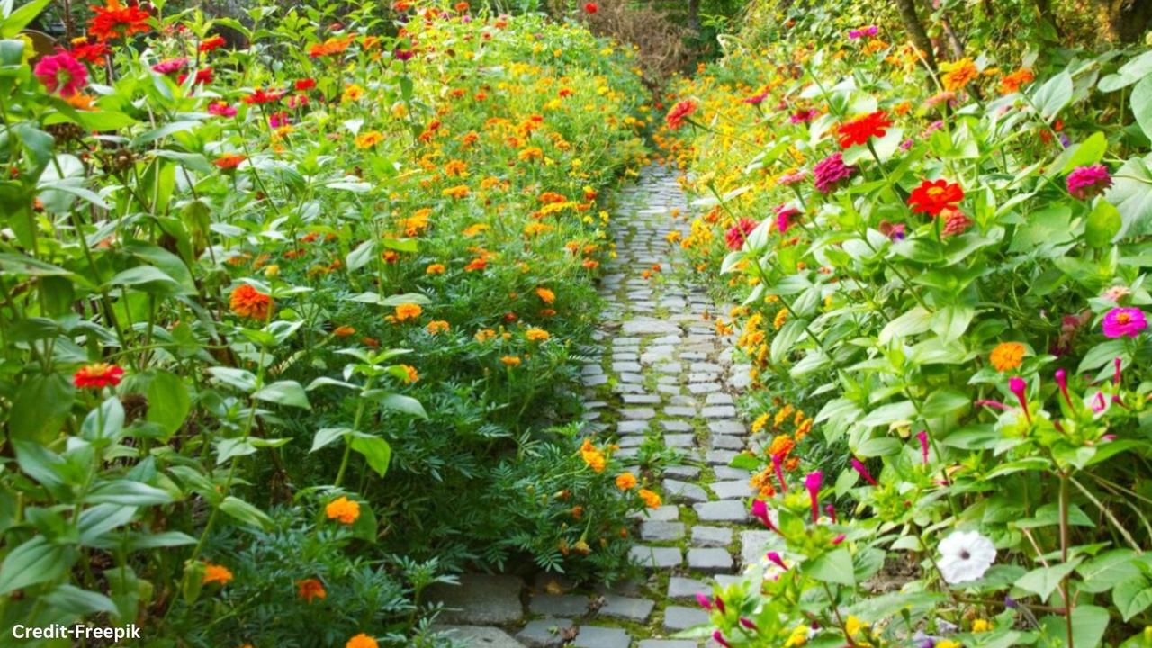 Lucky Flower Plants