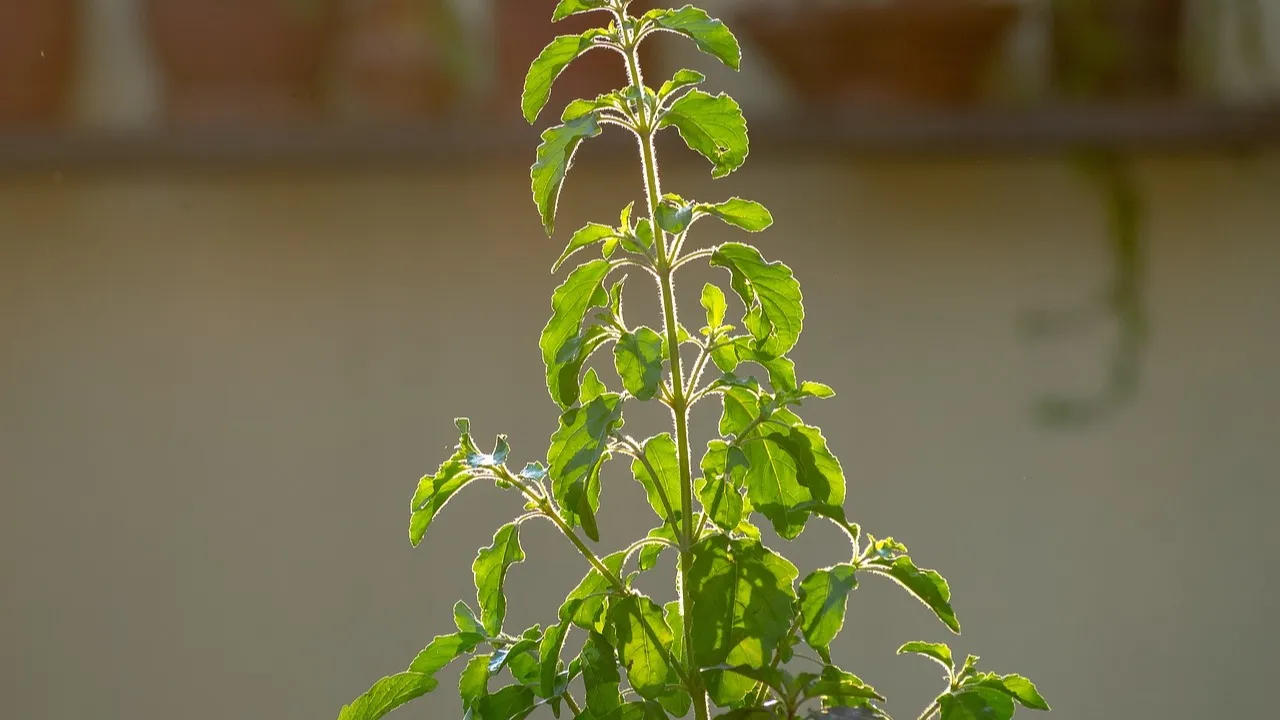 Tulsi Vastu Tips