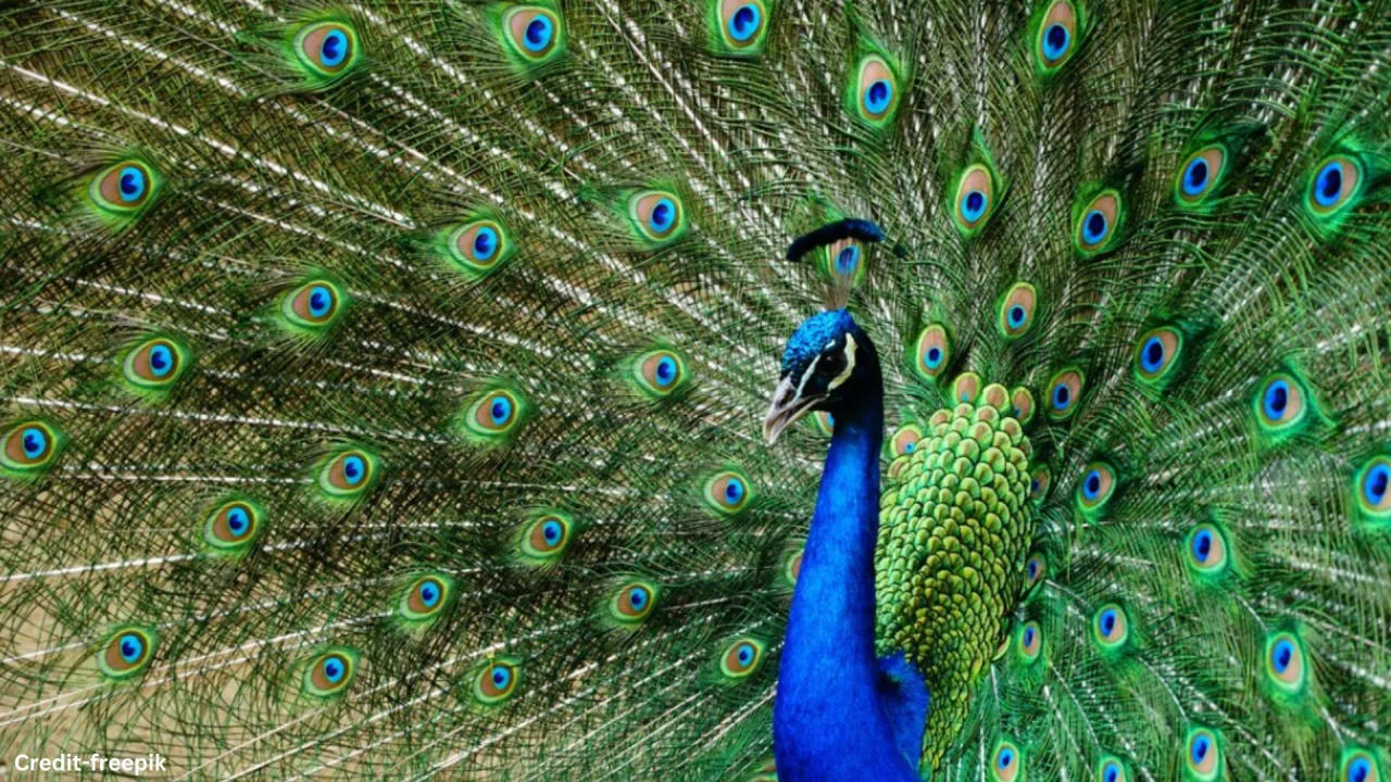 peacock feathers