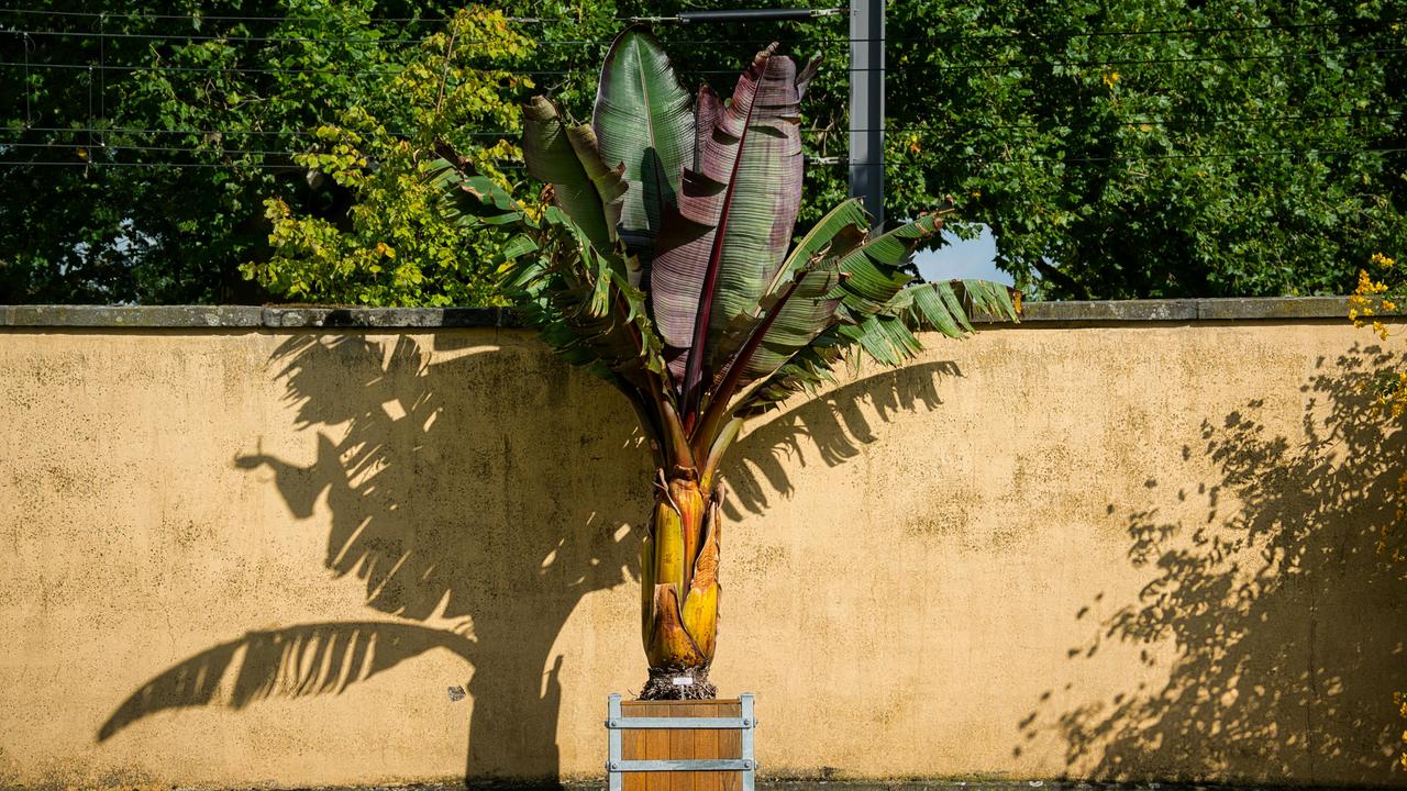 banana tree