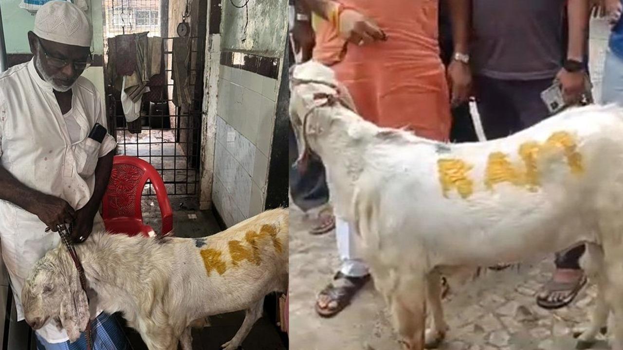 Ram name on goat