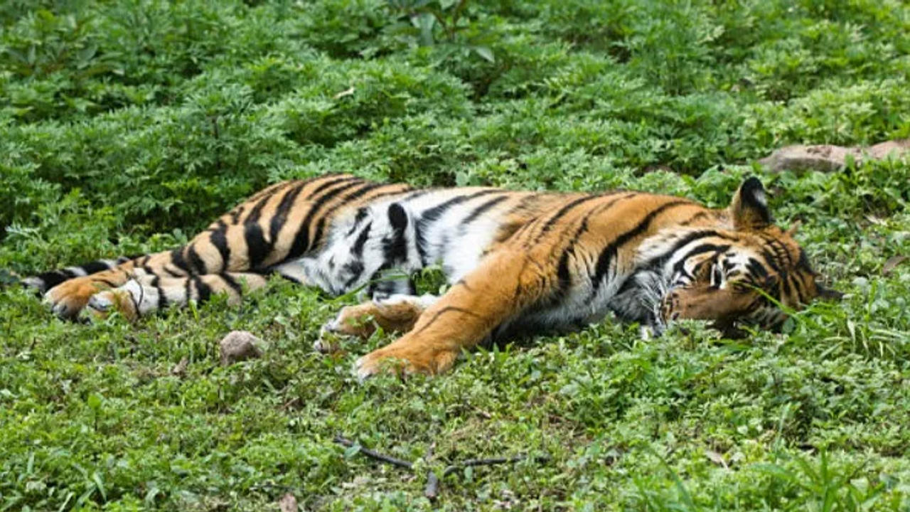 A mutilated tiger carcass has been found in MP's Balaghat. 