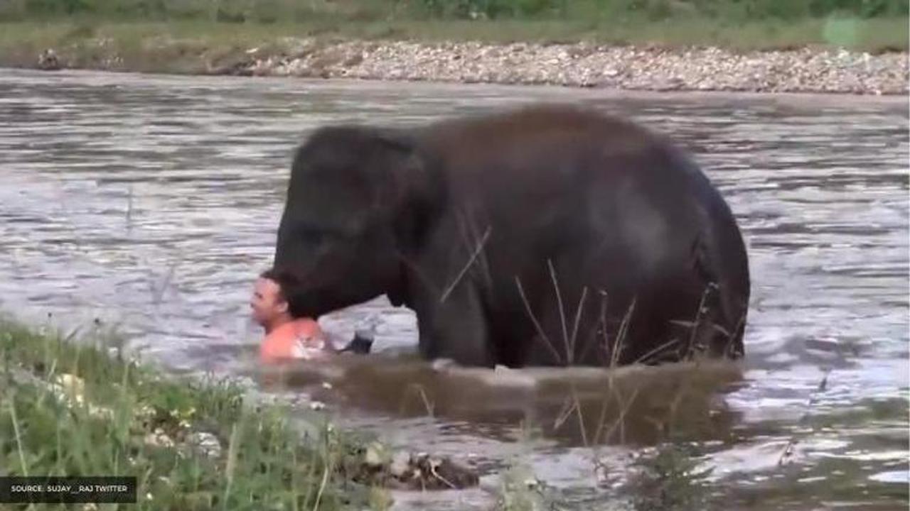 Kerala elephant death