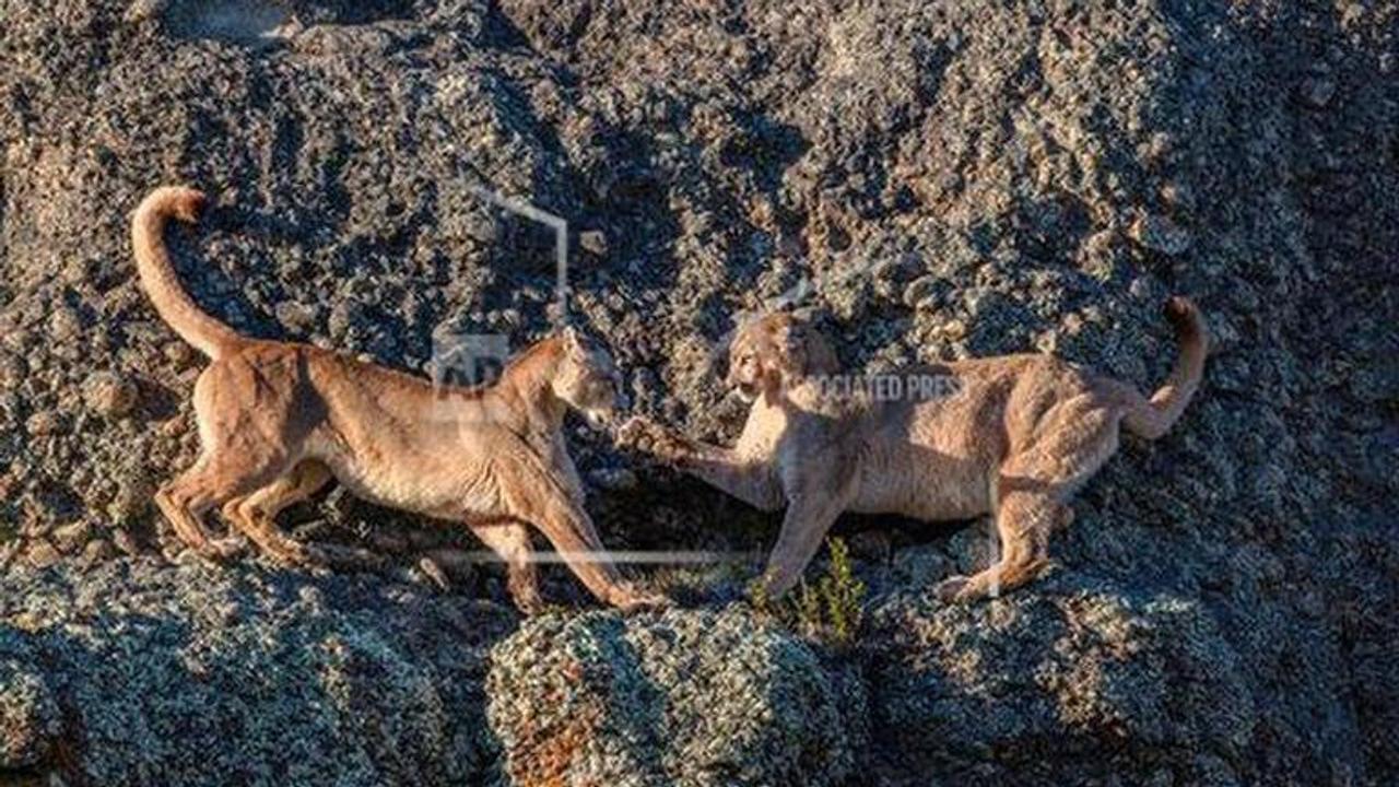 Puma found roaming Chile's capital