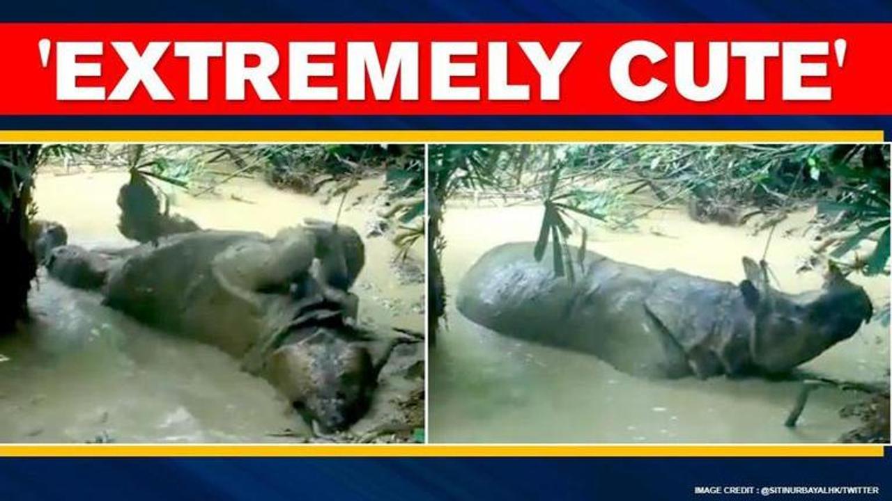 Clip of Javan Rhino rolling down in mud surfaces, netizens delighted