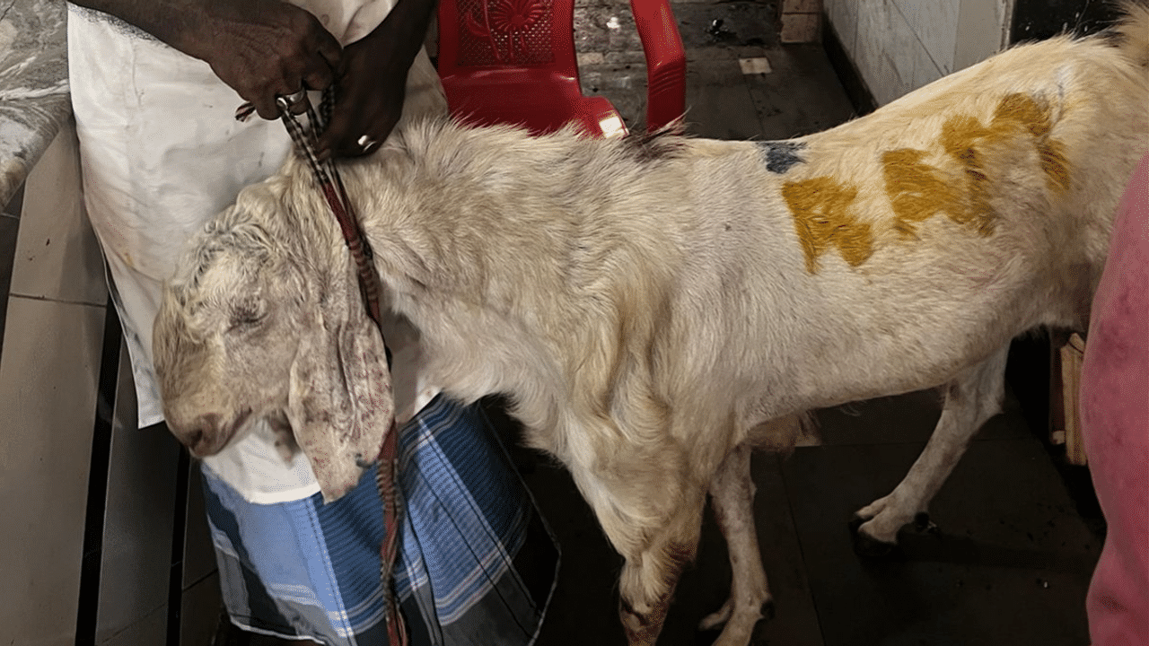 Navi Mumbai: Butcher Detained After Photo of Goat Scribbled With 'Ram' Goes Viral Ahead of Bakrid