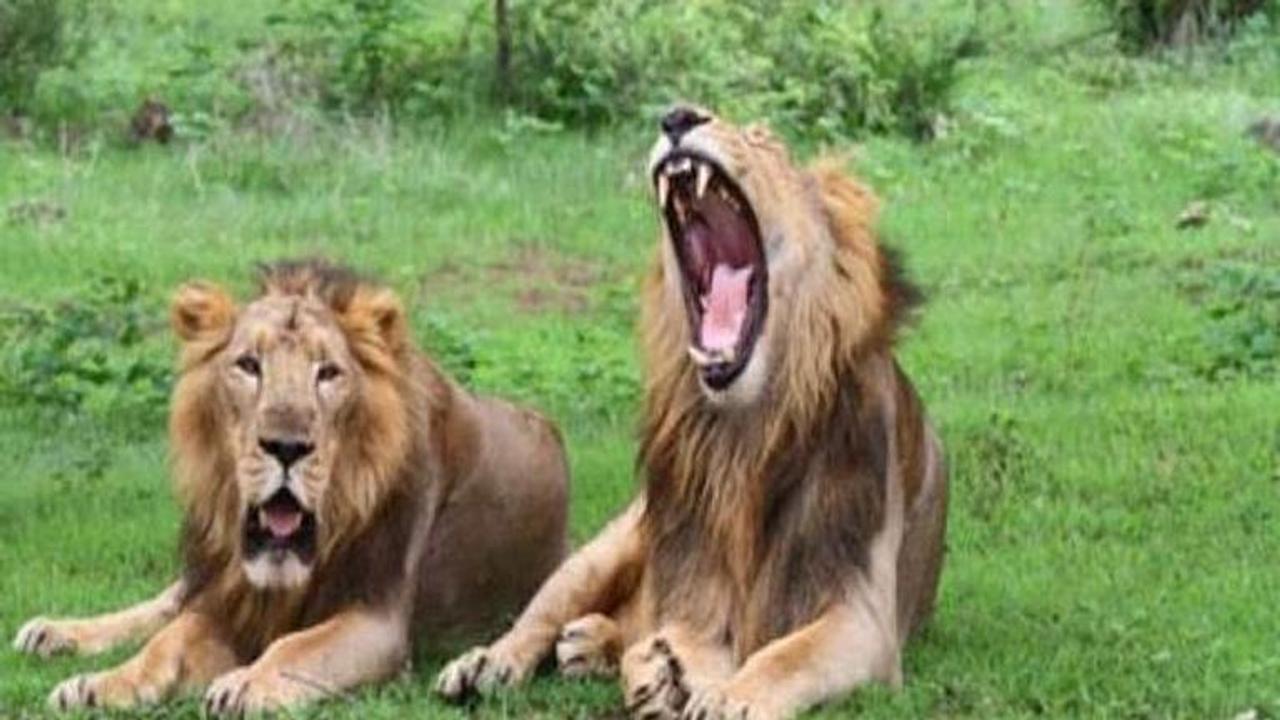 11 lions found dead in Gir forest, Gujarat govt orders inquiry