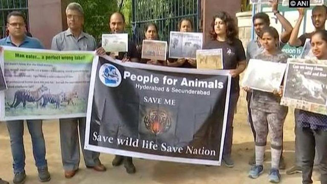 NGOs protest against Maharashtra's shoot-at-sight order for tigress